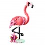 ANIMALI SELVATICI: FENICOTTERO ROSA